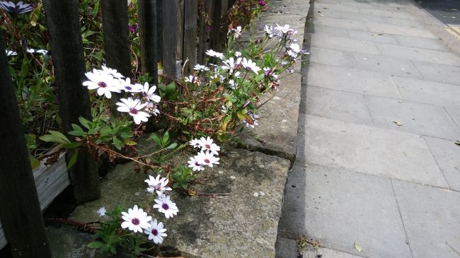 Overblown-flowers-650-80