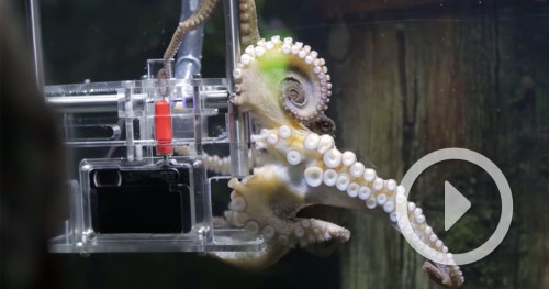 Sony trained an aquarium octopus to take pictures of visitors