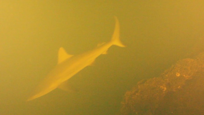 Sharks filmed living in active underwater volcano