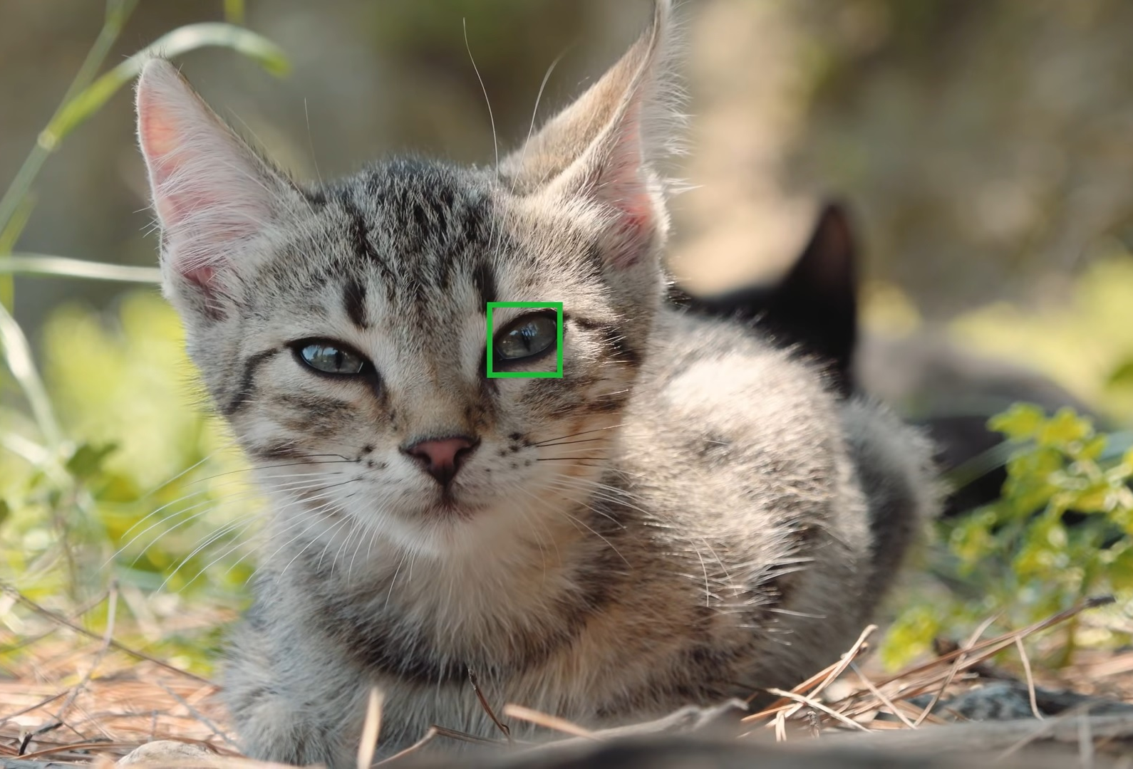 Sony Eye AF for Animals a6400, A7 III, A7R III