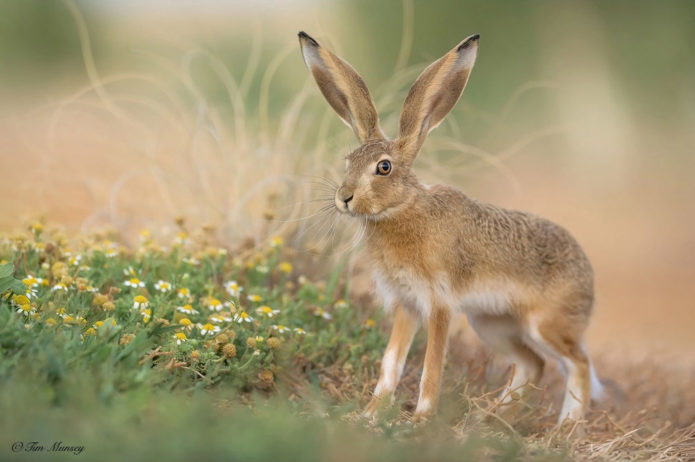 Best Cameras For Wildlife Photography 2019