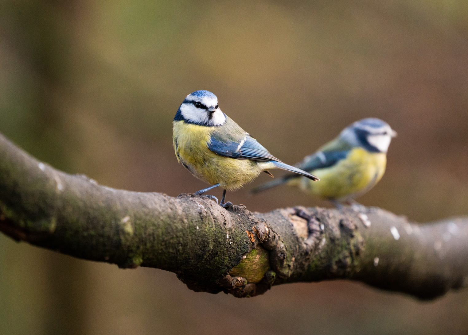 Sony A7 III, A7R III, A9 Settings for Wildlife and Birds