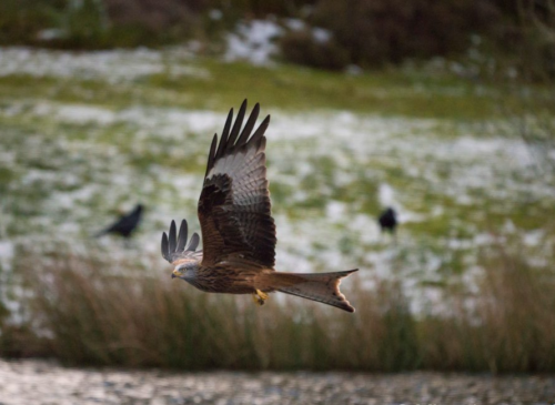 The Best Mirrorless Cameras for Birds in Flight Ranked