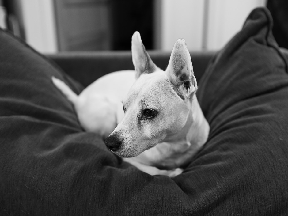 Fujifilm GF 50mm F3.5 impressions: an easy lens to love
