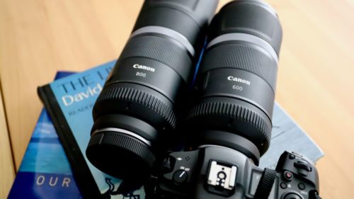 Canon RF 600mm and 800mm f/11: are these fixed-aperture telephotos worth it?