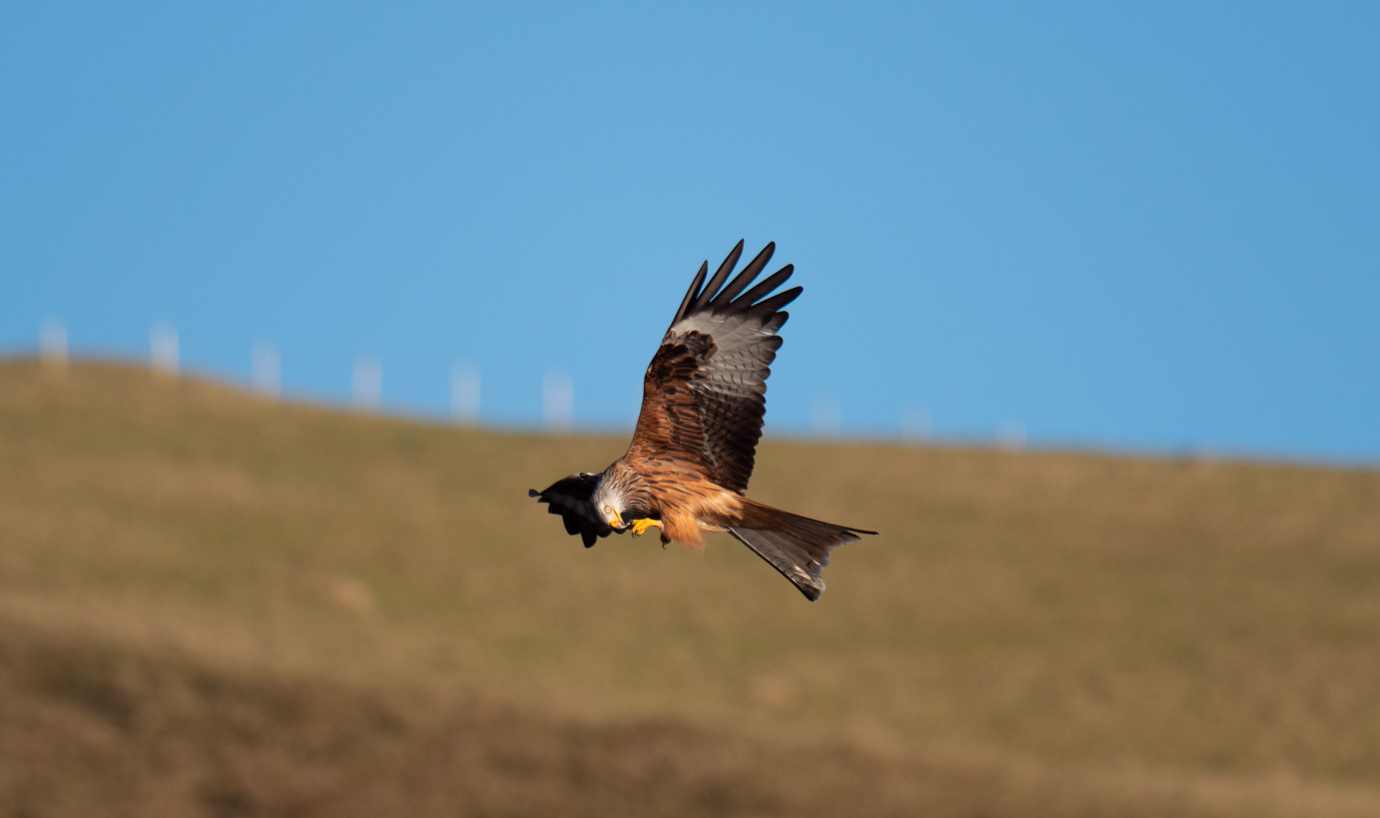 Panasonic G9, Firmware 2.4 and Birds in Flight – A small improvement