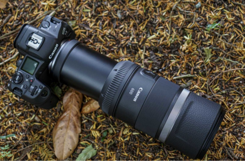 Olympus 300mm F4 vs Canon 600mm F11 – Full Frame vs Micro Four Thirds for Wildlife and Birds