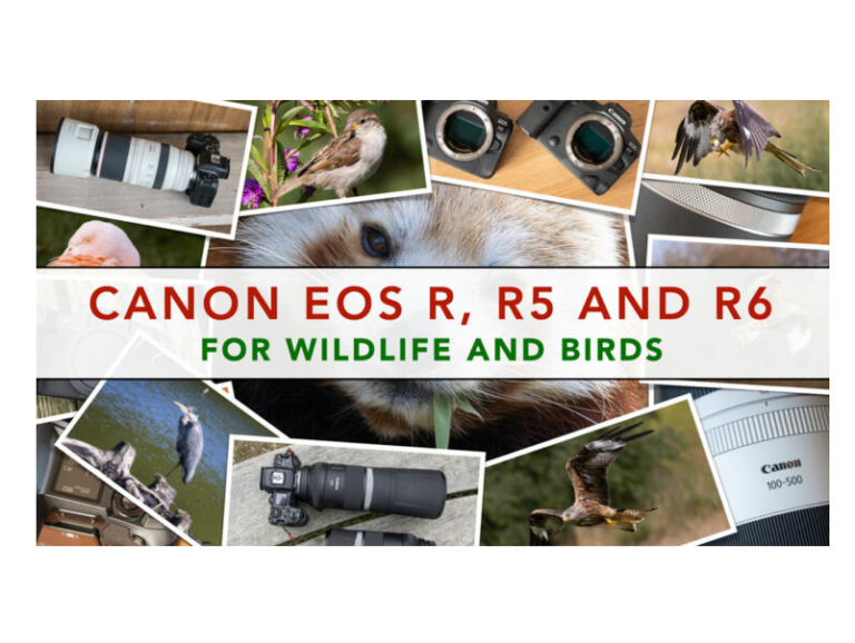 best settings for wildlife photography on canon r7