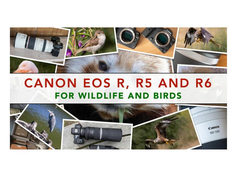Canon Eos R, R5 and R6 for Wildlife
