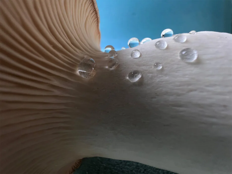 iPhone 13 Pro macro
