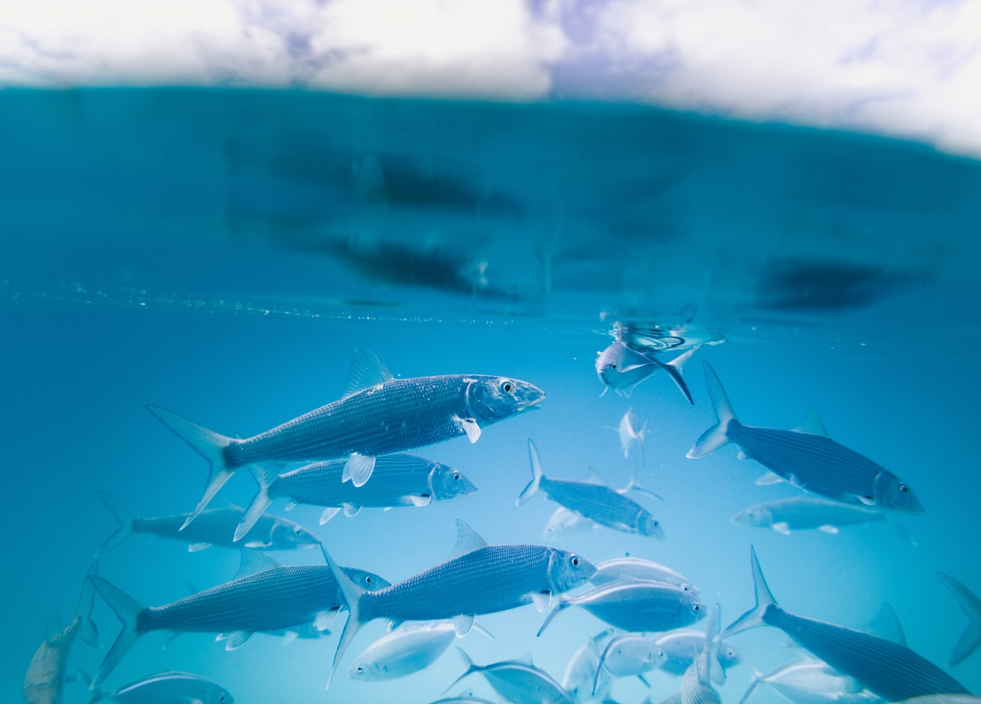 fish