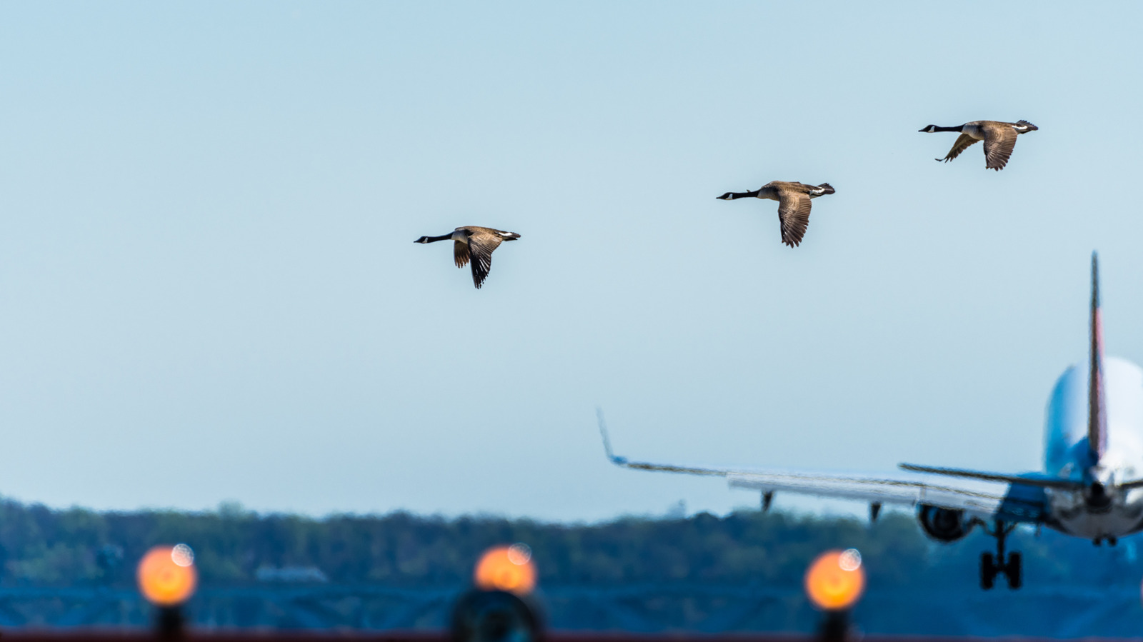 Why Aren’t Jet Engines Equipped With Screens To Prevent Bird Strikes?