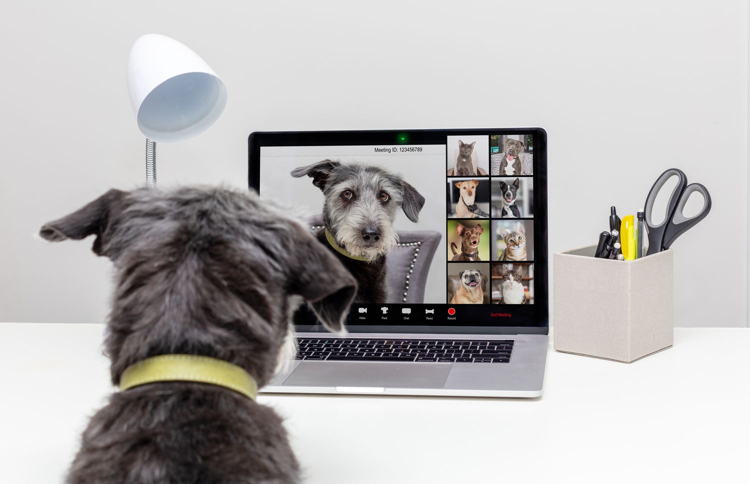 Windows 11 Webcam Woes? Quick Solutions to Get It Working Again