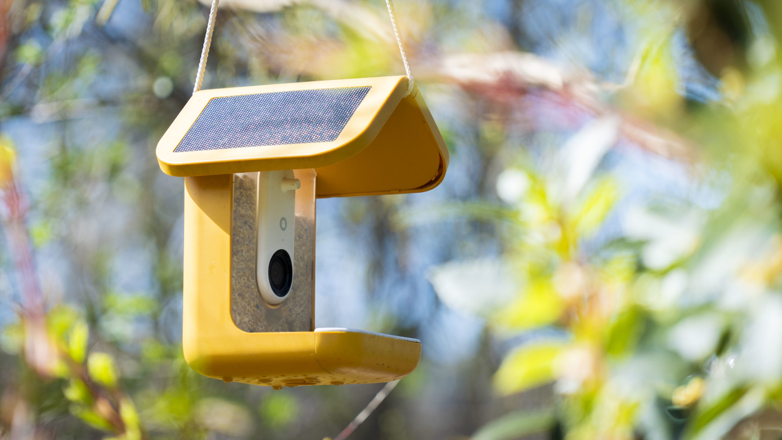 I tested Bird Buddy’s Smart Bird Feeder Pro camera in my garden for six months, and its 2K video and AI smarts are some of the best I’ve seen