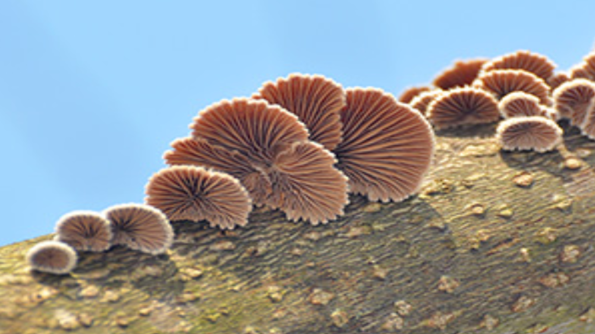 Scientists want to power future electronics with edible mushrooms and fungal paper batteries that dissolve after use