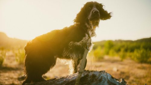 7 Photography Techniques For Mastering Iconic Film Looks Using Digital Gear