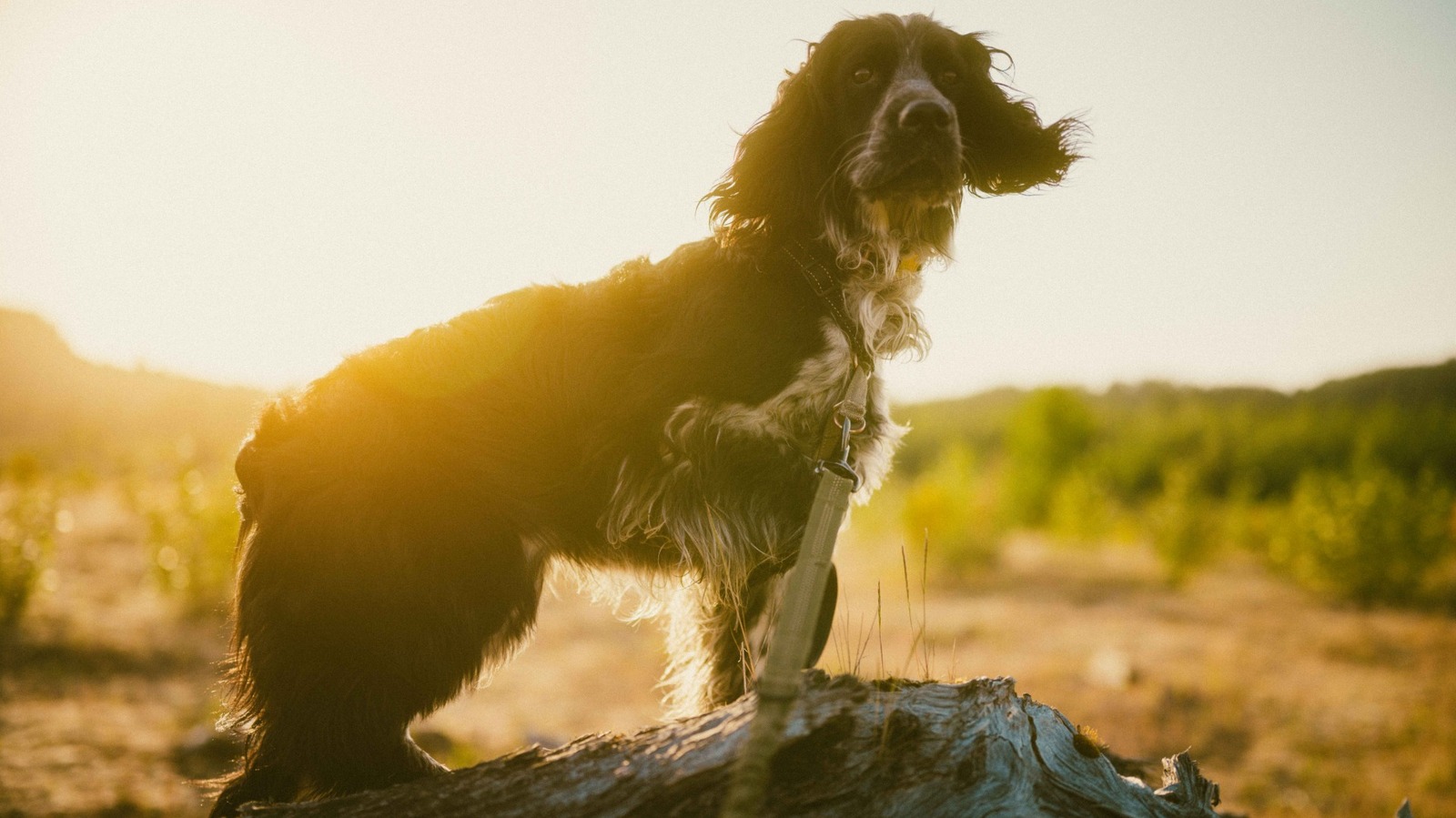 7 Photography Techniques For Mastering Iconic Film Looks Using Digital Gear