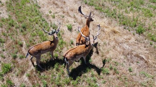 Is It Legal To Use A Drone For Hunting? Here’s What You Should Know