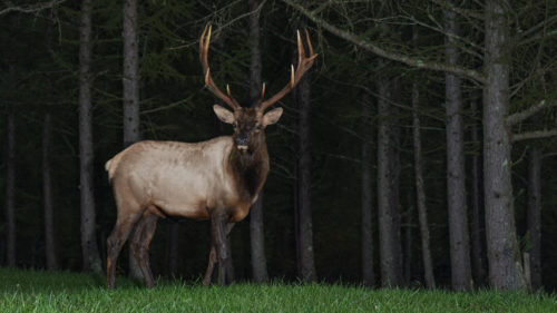 4 Things You Need To Stop Doing If You Use Hunting Trail Cameras