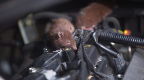 Why Rats Love Chewing On Car Wires (And How To Protect Your Ride From Damage)