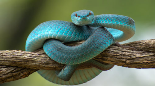 ‘Snake Vision’ System Could Make 4K Thermal Imaging A Reality