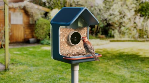 Birdbuddy unveils its most affordable ‘mini’ bird feeder camera — and it can identify birds by their song