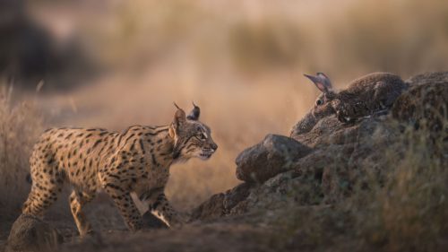 ‘It is much more than showing pictures of animals. It is about evoking emotion’ — how these stunning photos of rare Iberian Lynx converted a hunter into a photographer