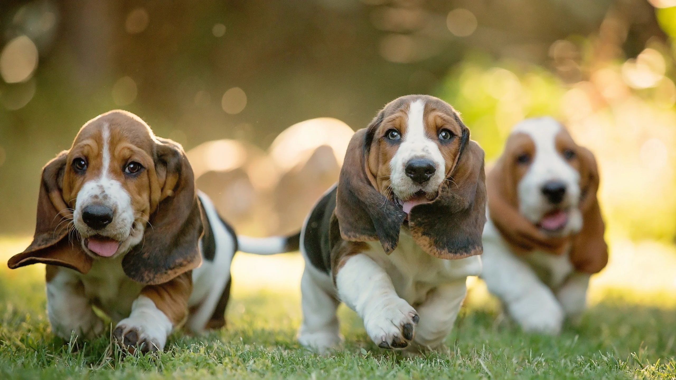 I used ChatGPT to get inside my dog’s head — and now I’m slightly afraid she’s smarter than me
