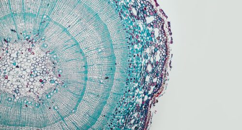 This AI startup is bringing foundation models into the world of biology