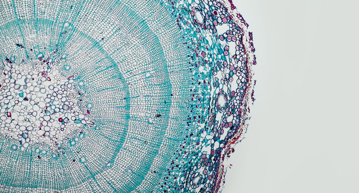This AI startup is bringing foundation models into the world of biology