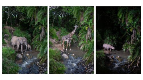 ‘For nocturnal creatures, there’s nothing better than camera traps’ — how an award-winning wildlife photographer used old secondhand DSLRs and custom camera traps to make discoveries that ‘stunned’ Ke