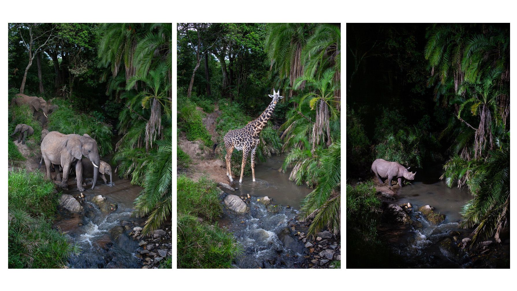 ‘For nocturnal creatures, there’s nothing better than camera traps’ — how an award-winning wildlife photographer used old secondhand DSLRs and custom camera traps to make discoveries that ‘stunned’ Ke
