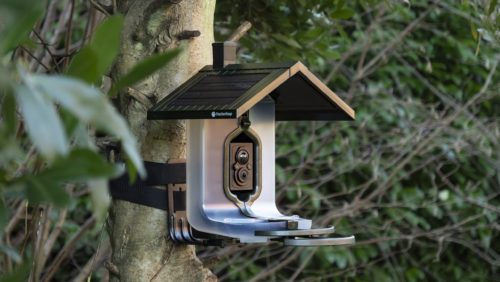 Is your bird feeder camera doing more harm than good? 3 tips for using it safely as RSPB issues urgent disease warning