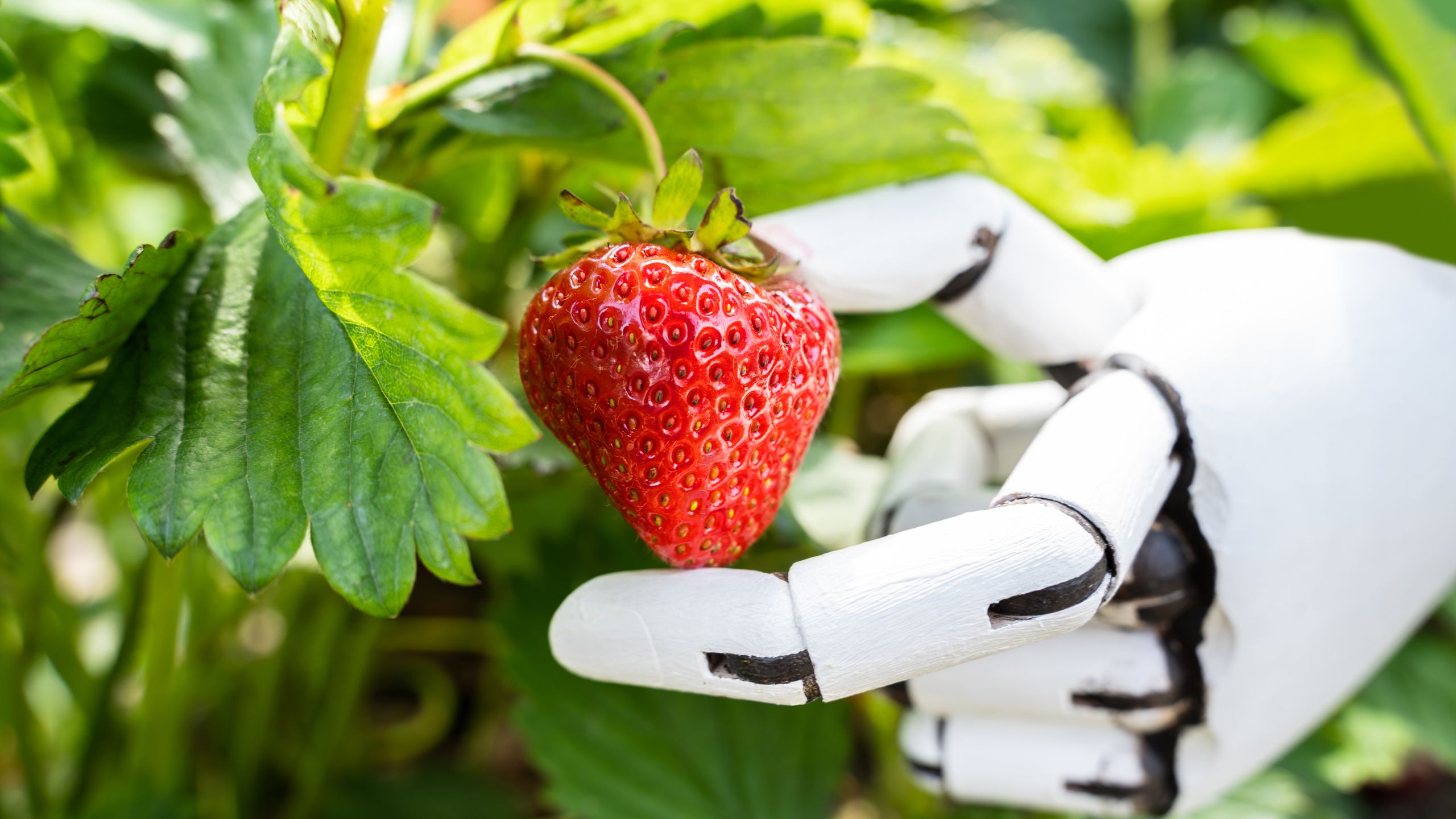 ChatGPT just announced it can finally pass the simple ‘how many “r”s in strawberry’ test, but users are still tripping it up by switching to ‘cranberry’