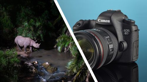 ‘I snap them up’ — award-winning wildlife photographer explains why he collects second-hand DSLRs for his unique ‘Camtraptions’ devices, and why they are a better choice over modern mirrorless cameras