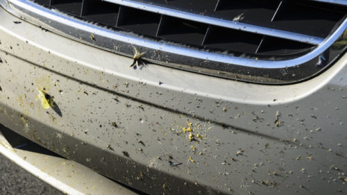 Want To Keep Bugs From Sticking To The Front Of Your Car? This May Be A Solution