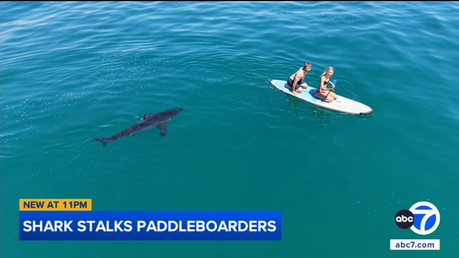 Shark stalks paddleboarders off Santa Barbara coast, video shows