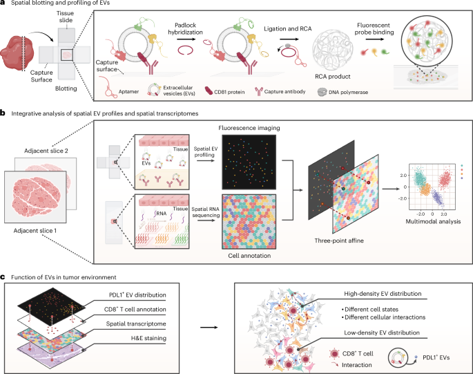 Spatially resolved profiling of extracellular vesicles in tissues with Spatial-EV-seq – Nature Biotechnology