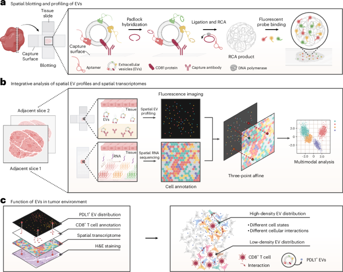 Mapping the spatial landscape of extracellular vesicles in tissues with Spatial-EV-seq – Nature Biotechnology