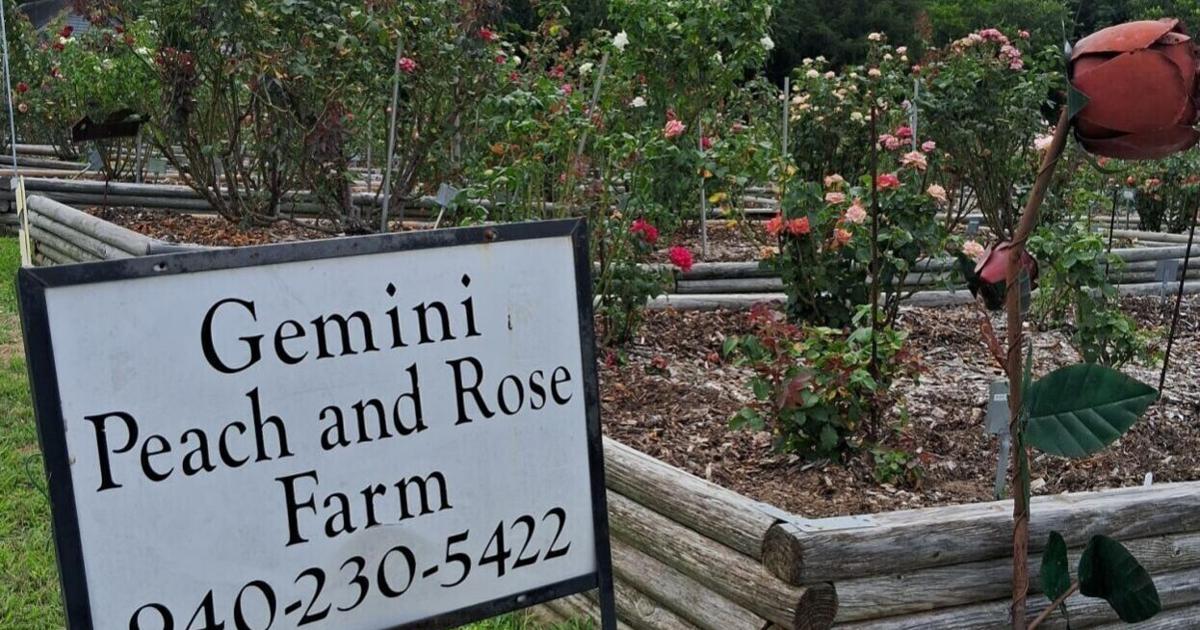 Stop and smell the roses at Gemini Peach & Rose Farm