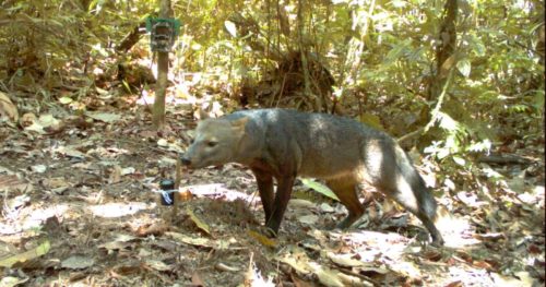 ‘Almost Mythical’ Amazonian Ghost Dog Captured on Trail Camera