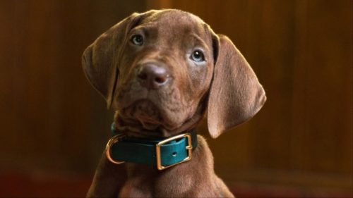 Netflix’s Scooby-Doo: Origins just introduced its canine star — but the live-action series is already dividing fans