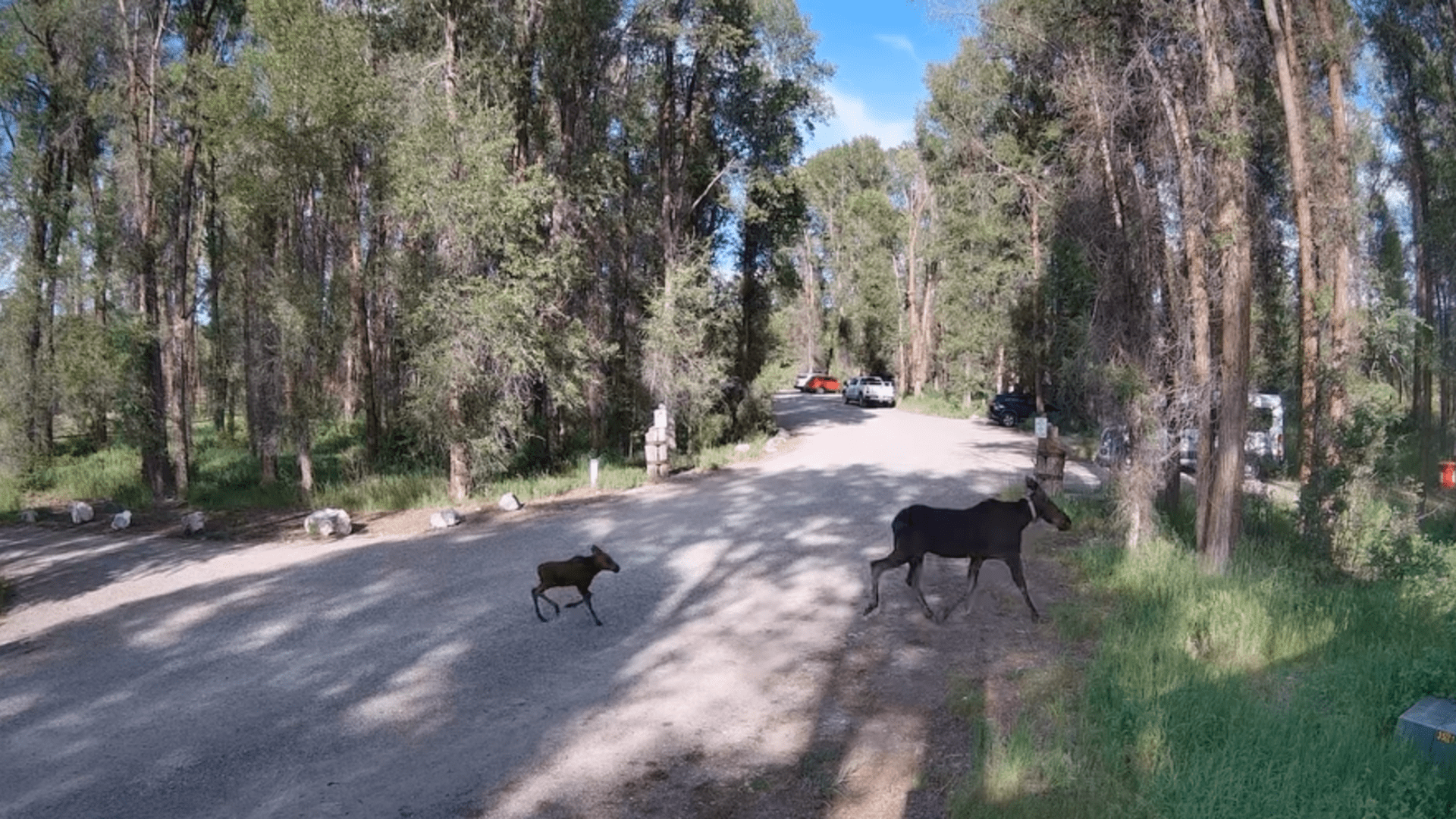 Moose mamas, offspring spotted out and about; give them extra space