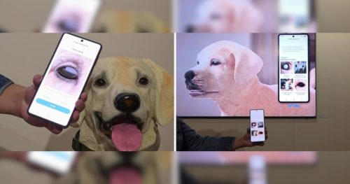 Samsung’s pet tech only needs a picture to detect health issues hurting your furry friends