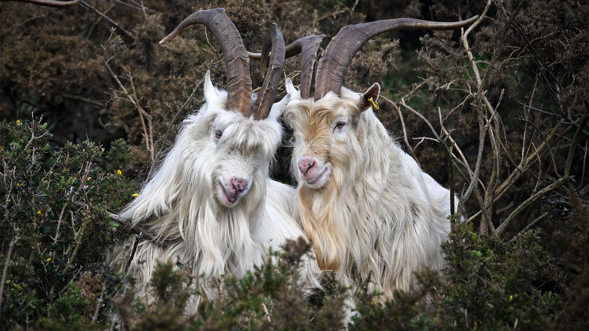 Age of Empires II’s goats used as AI building blocks to build a neural network — goaty experiment mocks the idea of chatbot consciousness, Microsoft AI researcher’s project makes an absurdist point about AI consciousness