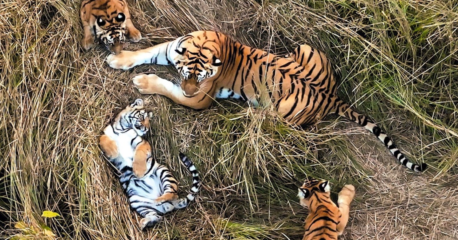 Drones Capture First Recorded Case of Tiger Caring for Another Mother’s Cubs in the Wild