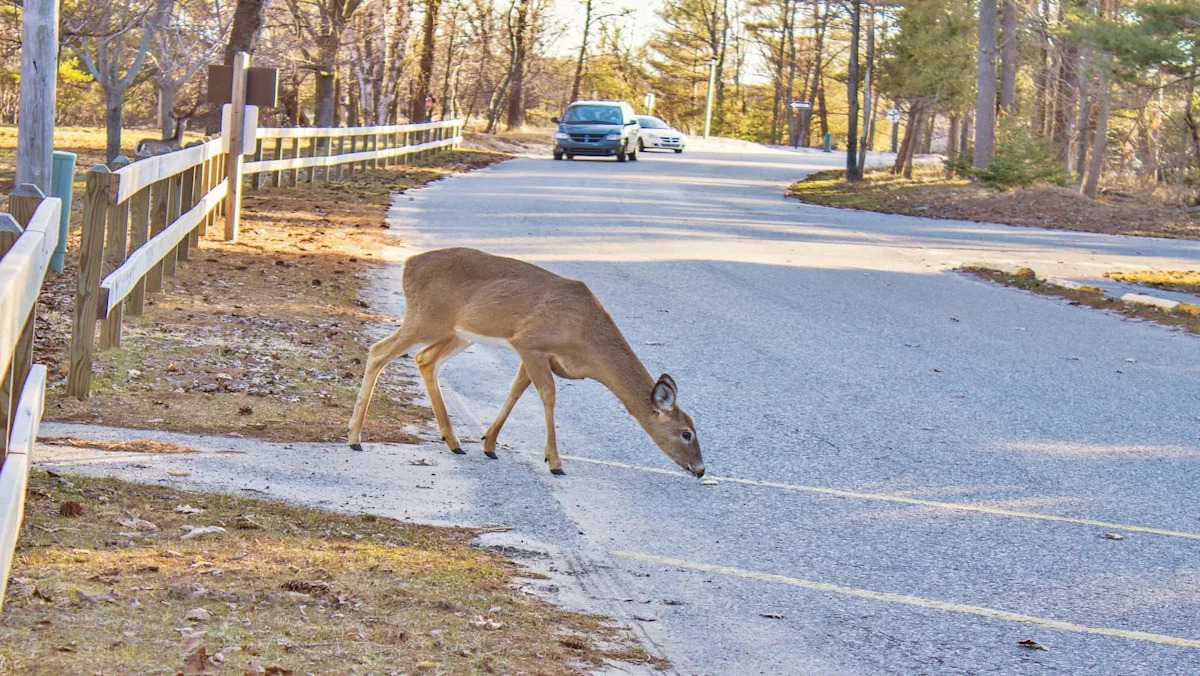 ‘They don’t hear the engine noise’: EV owner notices surprising behavior with animals on neighborhood streets