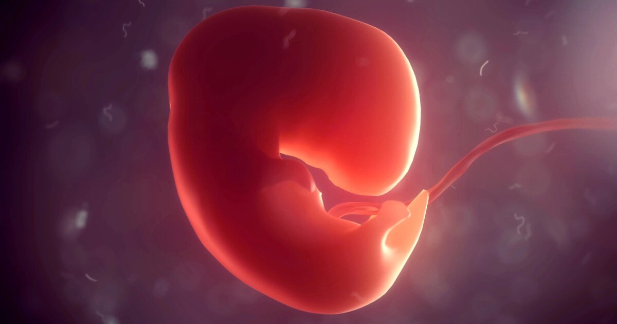 World first: Human embryo model grows its own organs – in the lab
