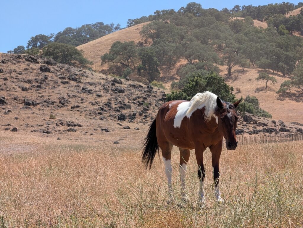 Parcel tax helps preserve Santa Clara County open space