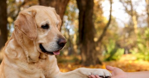 The paw your dog favors is a window into their brain and behavior